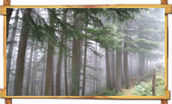 Dalhousie Forest with Fog