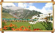 Sonmarg Flowers View